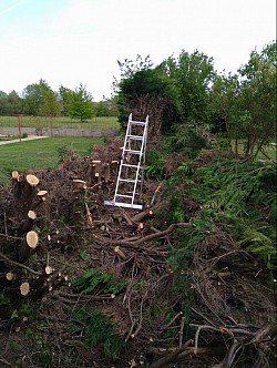 Abattage d une haie. Suite